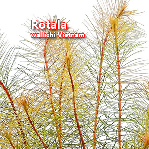 Rotala wallichi Vietnam